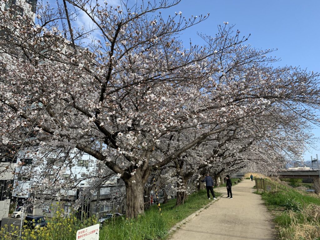 大阪府枚方市、天野川堤防の桜